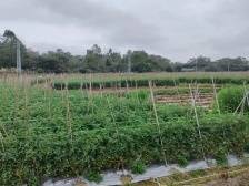 春到架炮景色美｜滨海茂名 港城风采⑤