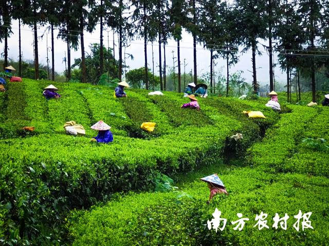 國(guó)暢茶業(yè)的英德紅茶茶園。