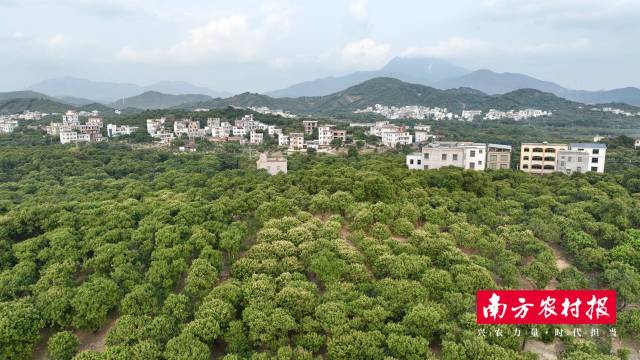 一望无际的茂名荔枝林。