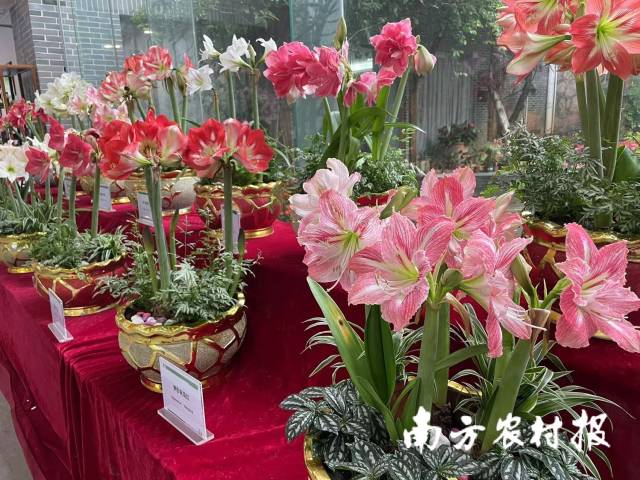 现场展示的花卉新品种