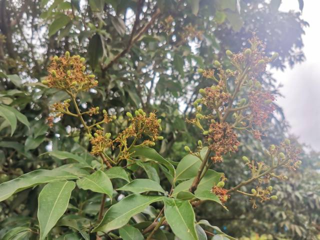 荔枝树开始进入坐果期。