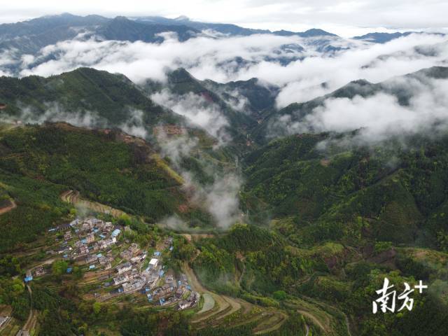 云海掩映、群山环抱的连南，正是茶树生长的一方宝地。