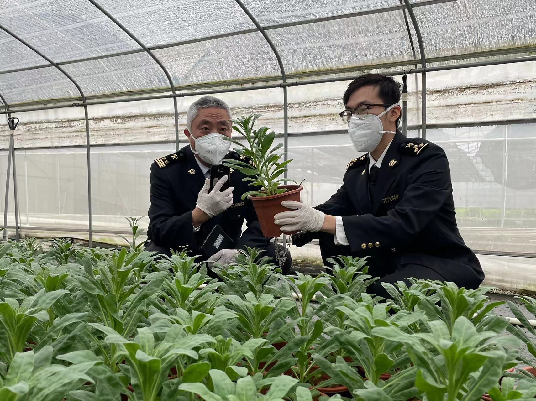 佛山海关开展口岸外来有害杂草监测。 佛山海关开展口岸外来有害杂草监测。