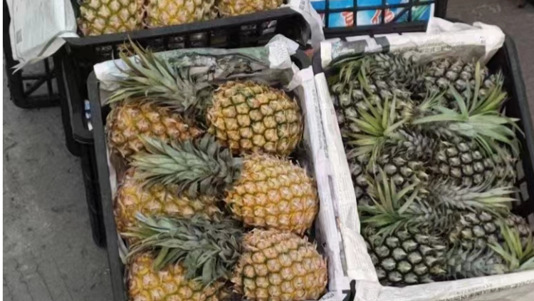品質(zhì)好銷售旺,，廣東菠蘿成浙江市民“新寵”