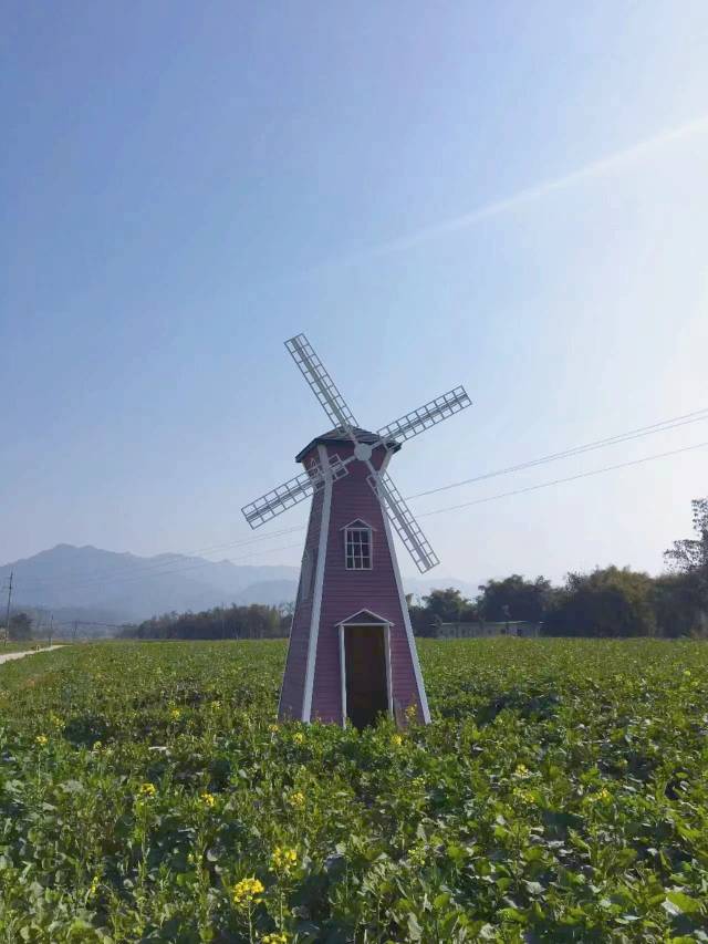 百林湾油菜花里的风车