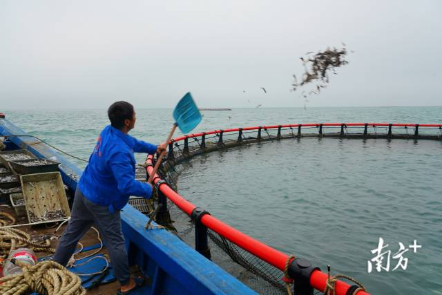 运输作业船上的渔民向深水网箱投放饲料。张伟炜 摄