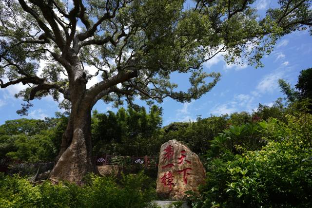 龍崗村千年樟樹(shù),。