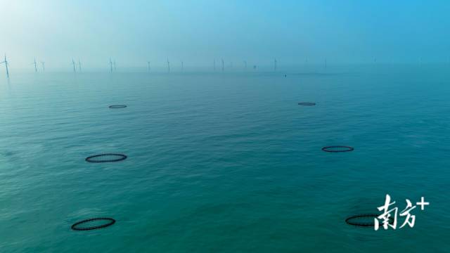 湛蓝的海面上，一个个圆环形的深水网箱整齐排列，与不远处的风电场相映成趣。 受访者供图