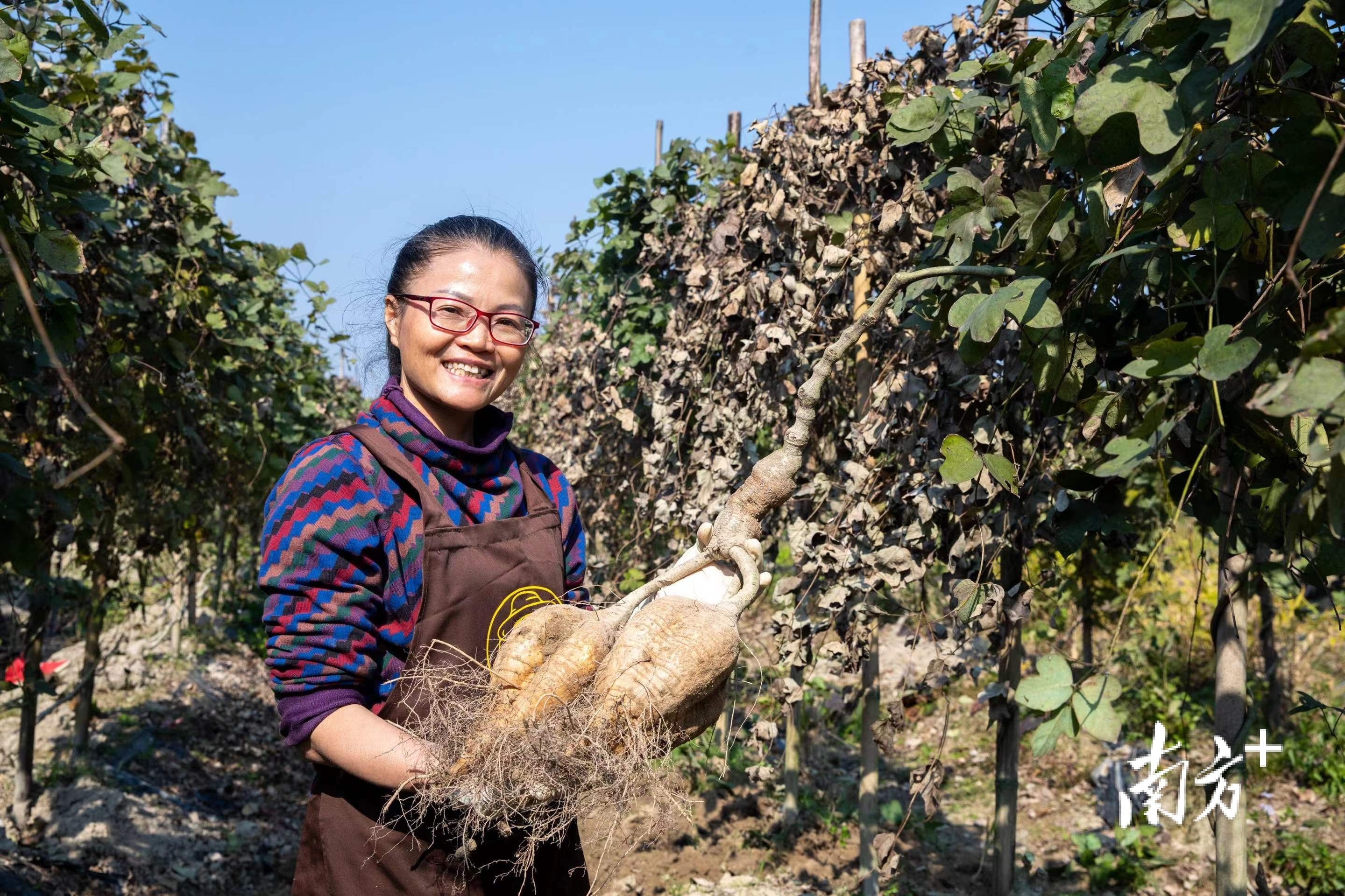 合水粉葛等优质“明材”将被加工为“明菜”,助推高明产业发展。洪海 摄 合水粉葛等优质“明材”将被加工为“明菜”,助推高明产业发展。洪海 摄