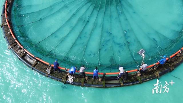 数名工人通力协助吊机船拉紧大网，网箱内的鱼儿浮出海面。 受访者供图