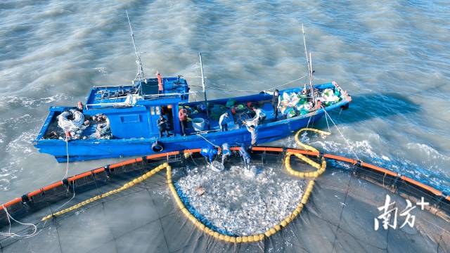 在南澳平屿深水网箱养殖基地，随着大网慢慢收紧，大量金鲳鱼在水面跳动。 受访者供图