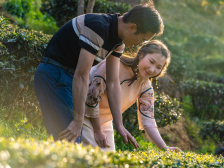 台湾姑娘的茶园梦里，有事业有爱情｜一杯粤茶·两地情缘②