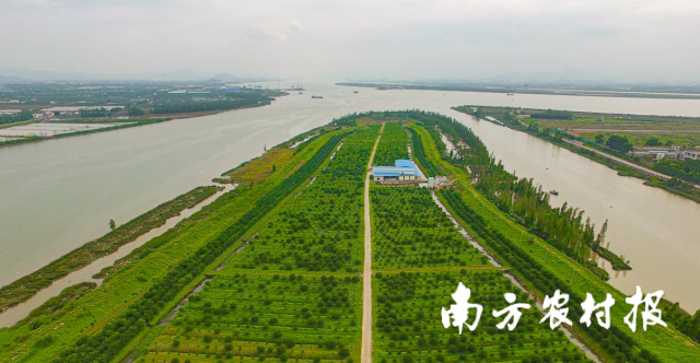 新会柑种植环境。