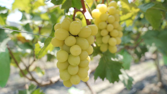 东华村音乐葡萄