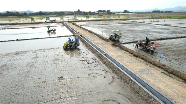 广东丝苗米跨县集群产业园（汕尾市）春耕现场