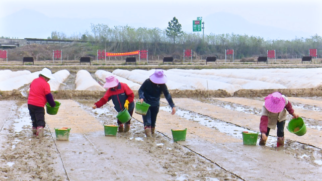 依托丝苗米产业园建设，天润粮油奏响南粤春耕进行曲