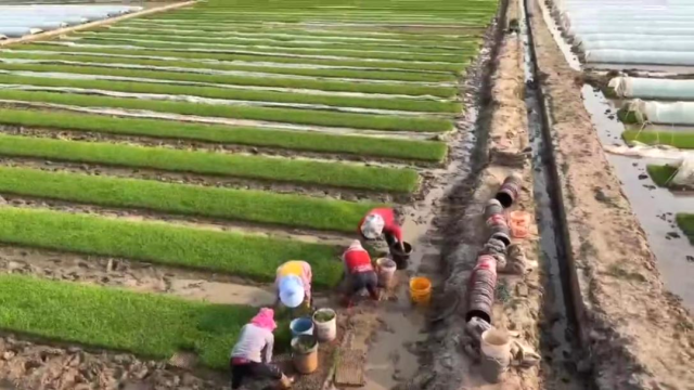 南雄丝苗米产业园(扩容提质)打田、起秧现场