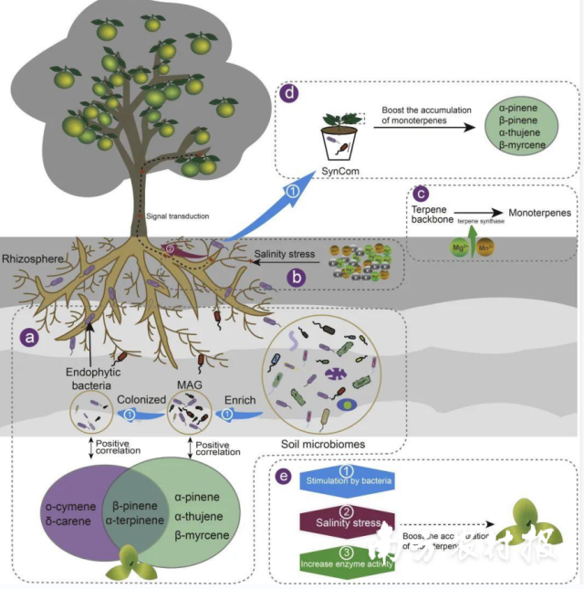 深圳华大生命科学研究院联合华南农业大学于国际学术期刊《微生物组》发表科研成果介绍新会陈皮“道地性”。