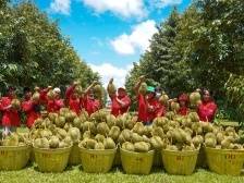 “买全球、卖全球”，榴莲大王如此练就｜寻找数字化标杆