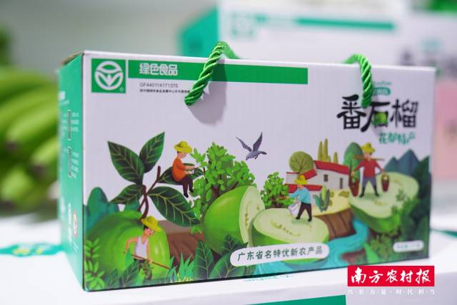廣州市花都區(qū)俊豐石榴專業(yè)合作社-番石榴,。