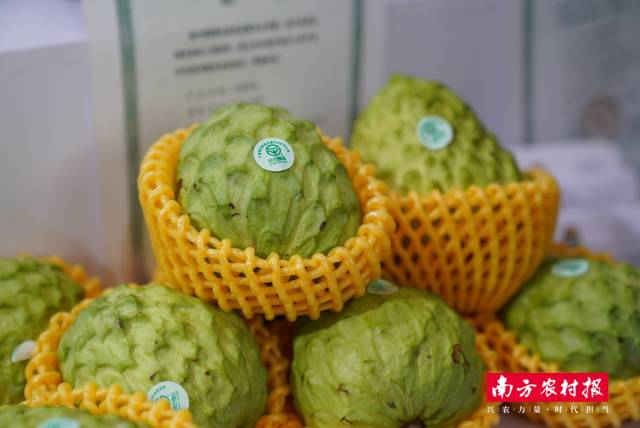 珠海市喜見農(nóng)業(yè)發(fā)展有限公司-鳳梨釋迦,。