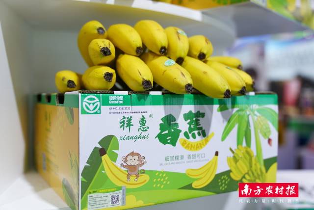 廣州市花都區(qū)俊豐石榴專業(yè)合作社-香蕉。
