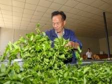 梅州蕉岭：一片茶叶何以致富一方