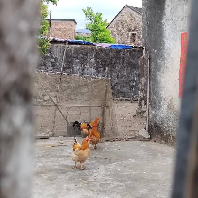 朱锦棠生前住在江门台山市海宴镇东联村仁硕村小组。他已经离世，院子里偶尔有邻居的鸡过来。