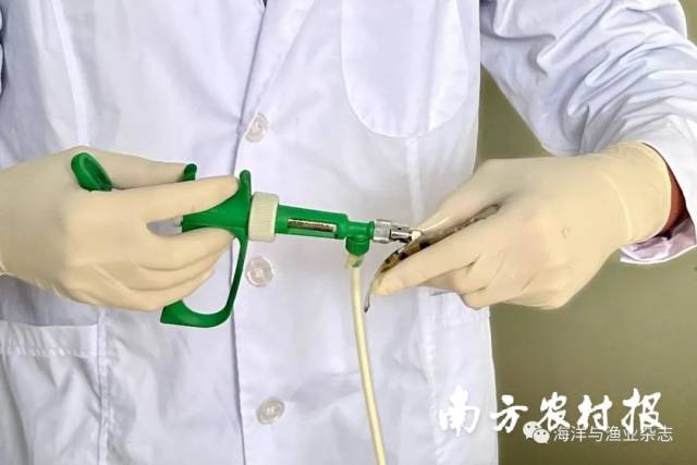 ▲ 注射鳜ISKNV病灭活疫苗