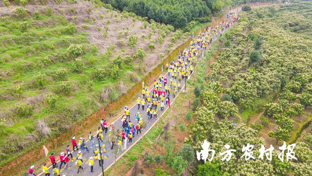 徒步沿线郁南无核黄皮花盛开。