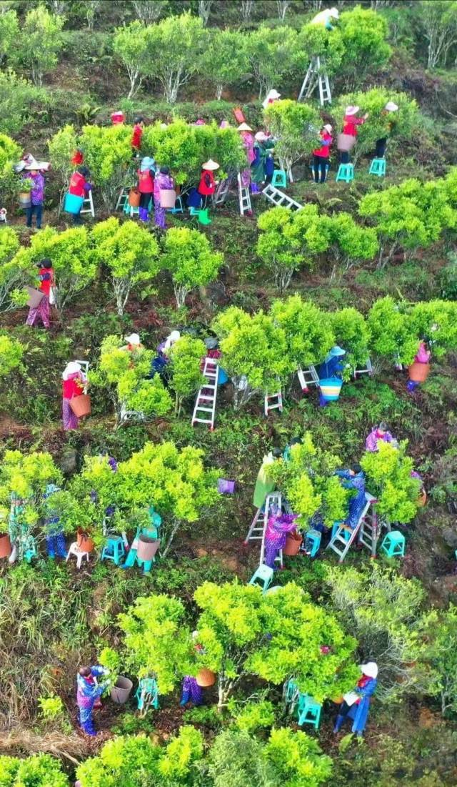 担梯摘茶，是潮州凤凰山上一道独特的风景。摄影/林奕波