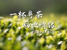 一杯粤茶 两地情缘