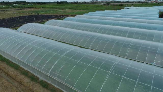 揭阳供销农场内的大棚蔬菜