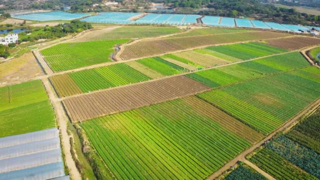 揭阳供销农场种植规模达500余亩