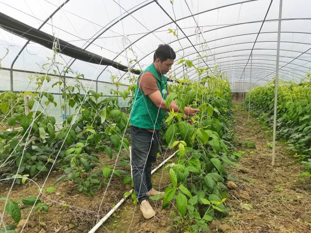 90后李坚彬在供销农场查看大棚豆角生长形势