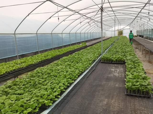 揭阳供销农场内培育的香芋南瓜种苗