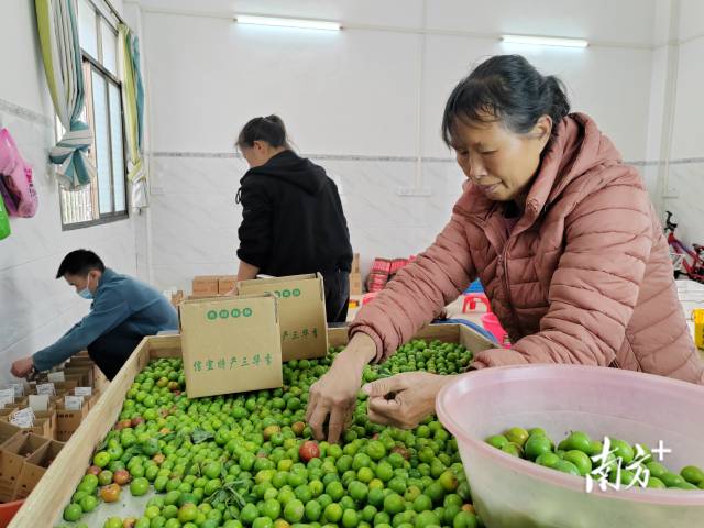 以“早”制胜，信宜三月李购销两旺
