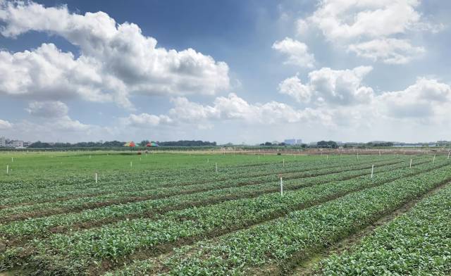揭阳供销农场内蔬菜出品优良，有效保障食品安全。