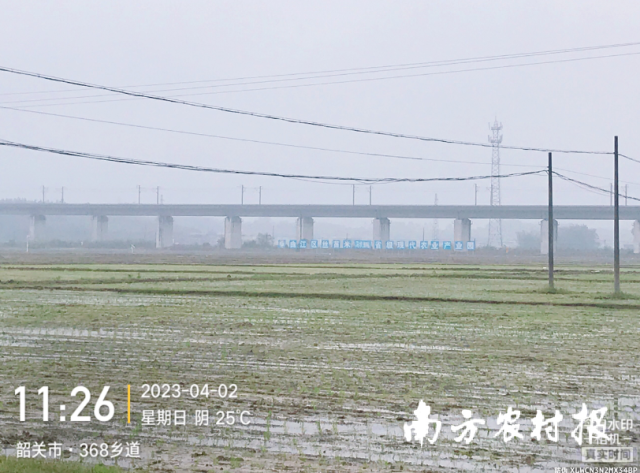 曲江区丝苗米产业园核心区内，刚完成插秧作业的水稻新品种示范田。