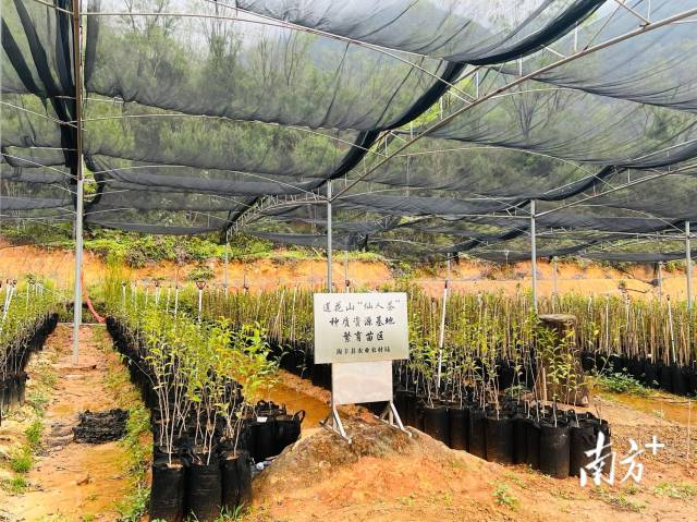 海豐縣蓮花山仙人茶種質(zhì)資源繁育苗圃,。