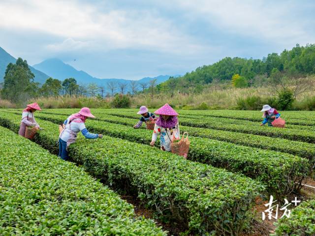 海豐縣仁榮實(shí)業(yè)發(fā)展有限公司茶園基地,。