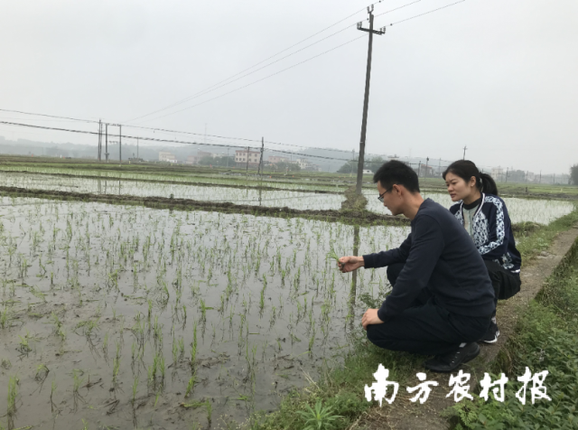 特派员在田间查看秧苗生长情况和插秧情况。