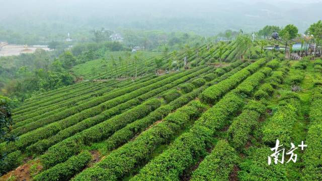 海豐縣蓮花茶業(yè)有限公司茶園基地,。