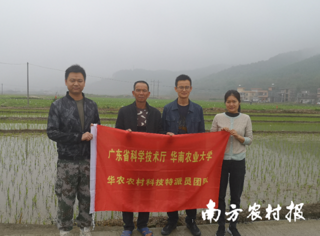 特派员实地调研示范田。