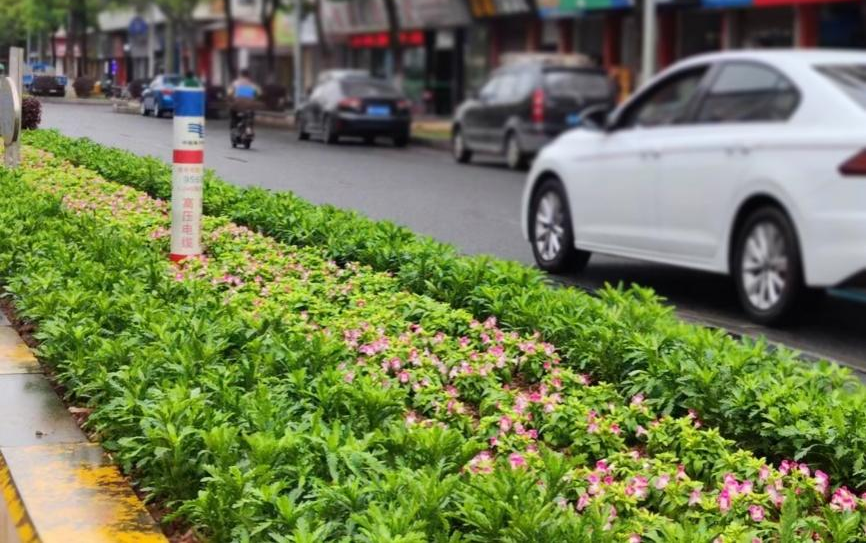 宝城路一带“回字形”时花景观 宝城路一带“回字形”时花景观
