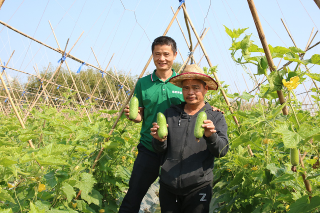 省农科院蔬菜所与台山绿发公司科企合作实现双赢！