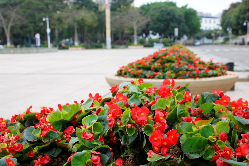 勒流政府广场公园的时花景观