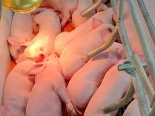 根据生产曲线精准投喂，养猪也可“有科技，无狠活”｜寻找数字化标杆