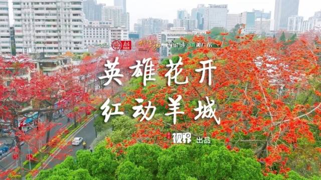 英雄花开，红动羊城