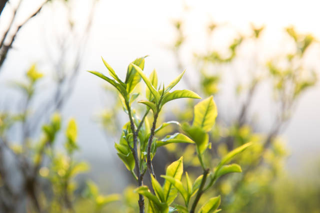 凤凰单丛。 吴秒衡 摄